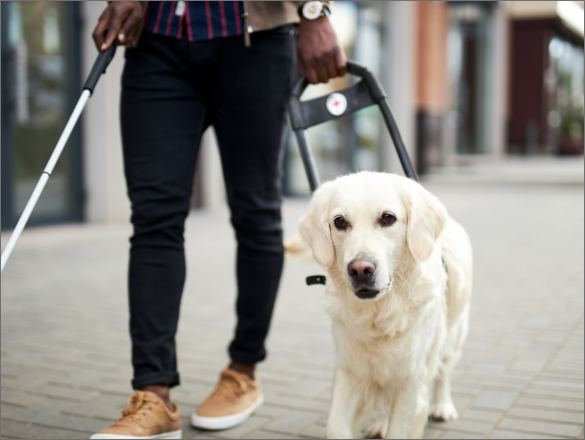 Guide dog assists man to walk